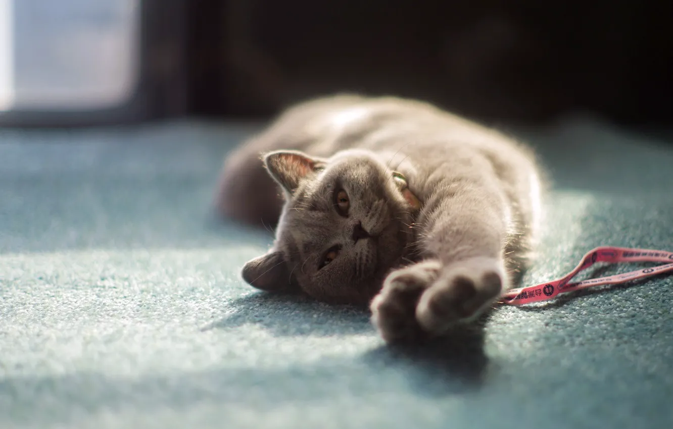Photo wallpaper cat, cat, look, pose, face