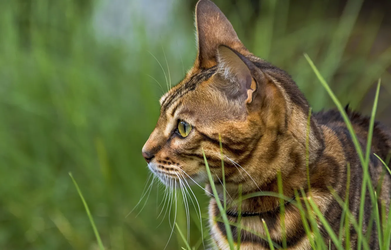 Photo wallpaper cat, cat, face, portrait