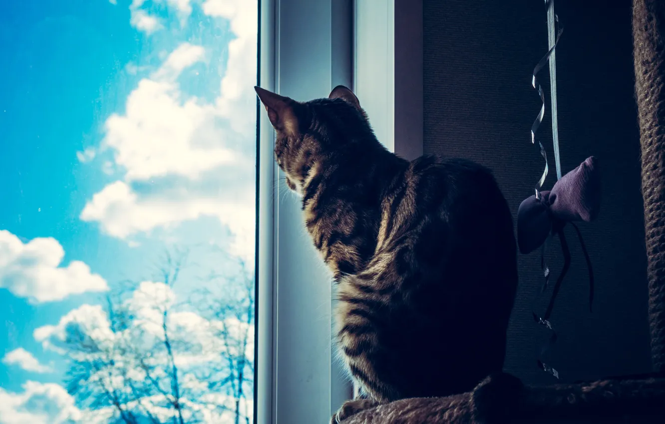Photo wallpaper cat, cat, look, glass, face, clouds, pose, grey