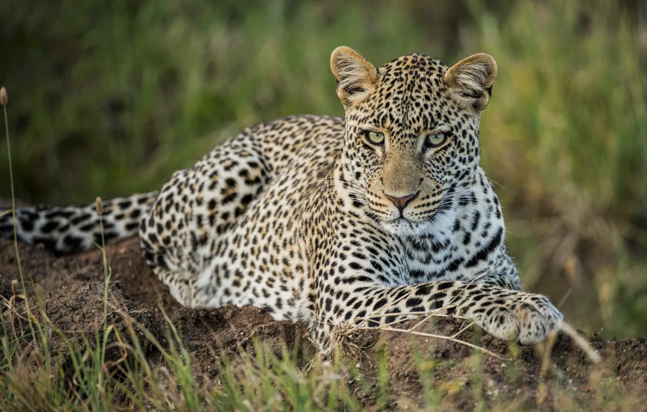 Photo wallpaper look, face, portrait, leopard