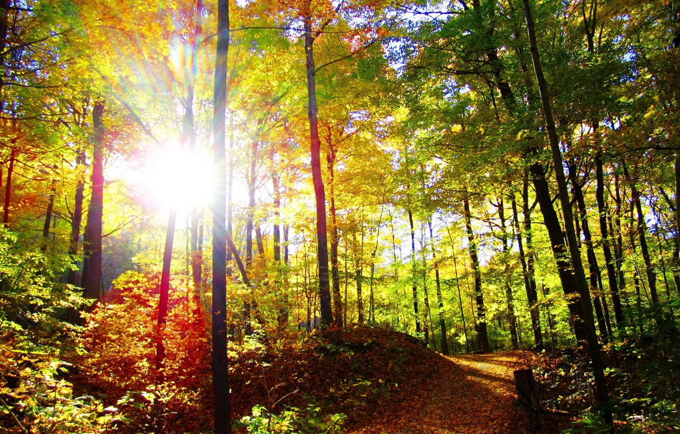 Photo wallpaper autumn, forest, the sun, trees, nature, photo, trail, rays of light