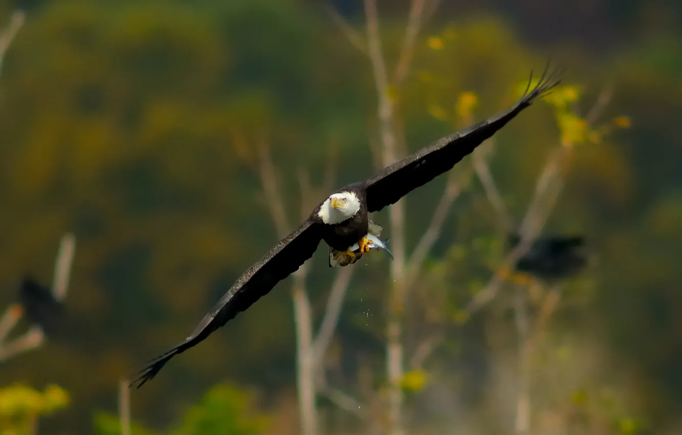 Photo wallpaper flight, bird, eagle, wings, stroke