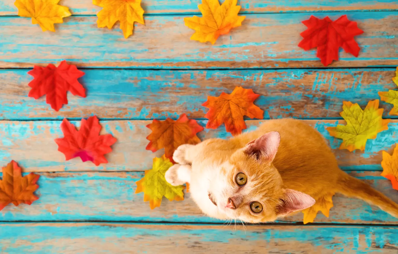 Photo wallpaper autumn, cat, leaves, background, tree, colorful, vintage, wood