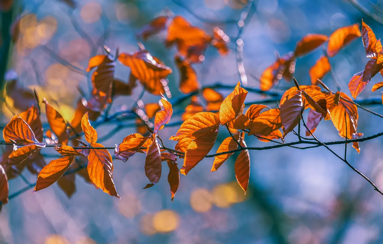 Photo wallpaper autumn, light, branches, yellow, orange, blue background, bokeh, autumn leaves