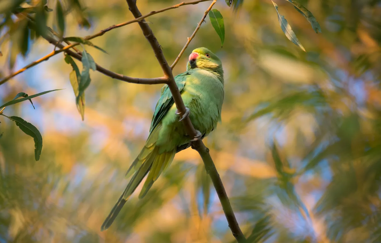 Photo wallpaper leaves, branches, green, bird, parrot, tail, wavy, parrot