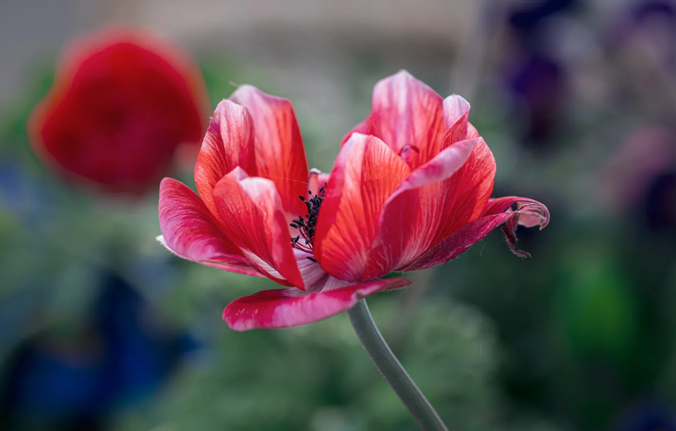 Photo wallpaper flower, background, petals, red, anemone, bokeh