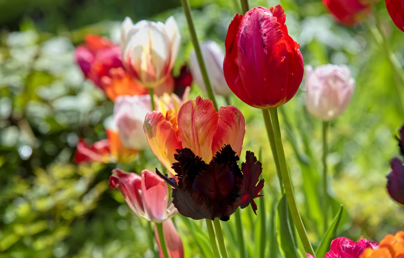 Photo wallpaper light, flowers, spring, tulips, flowerbed, different, bokeh