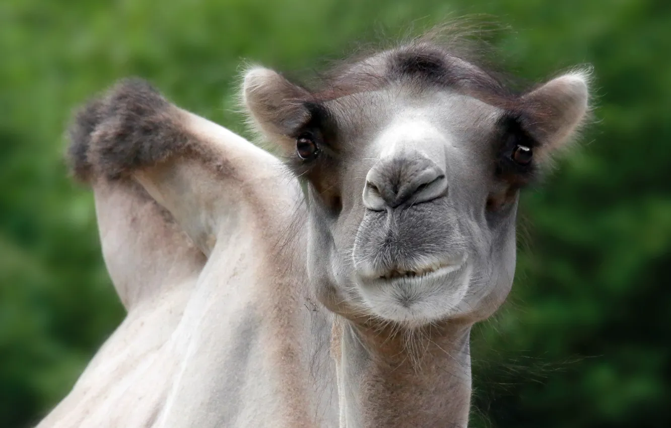 Photo wallpaper nature, background, camel