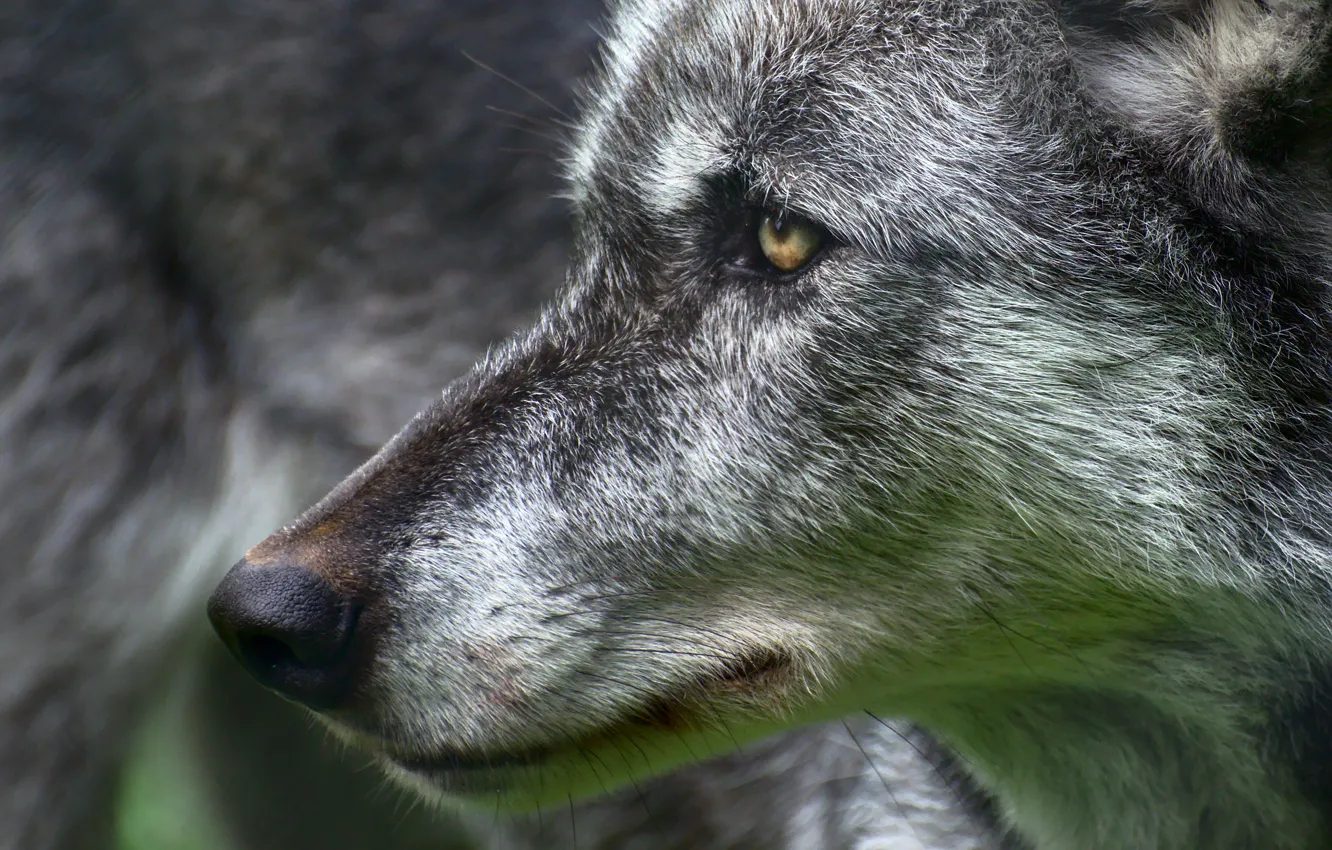 Photo wallpaper eyes, look, wolf, predatory