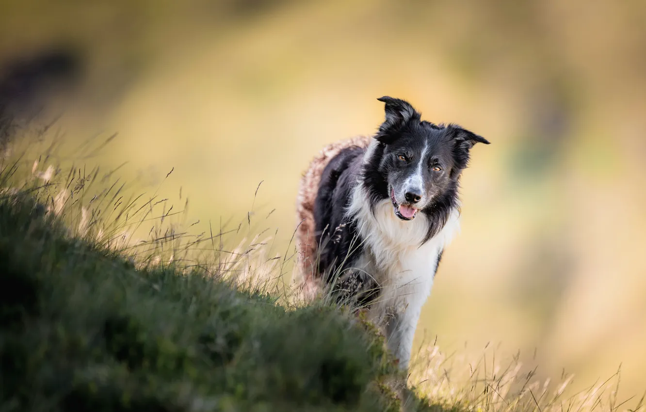 Photo wallpaper language, grass, look, face, nature, pose, background, hills