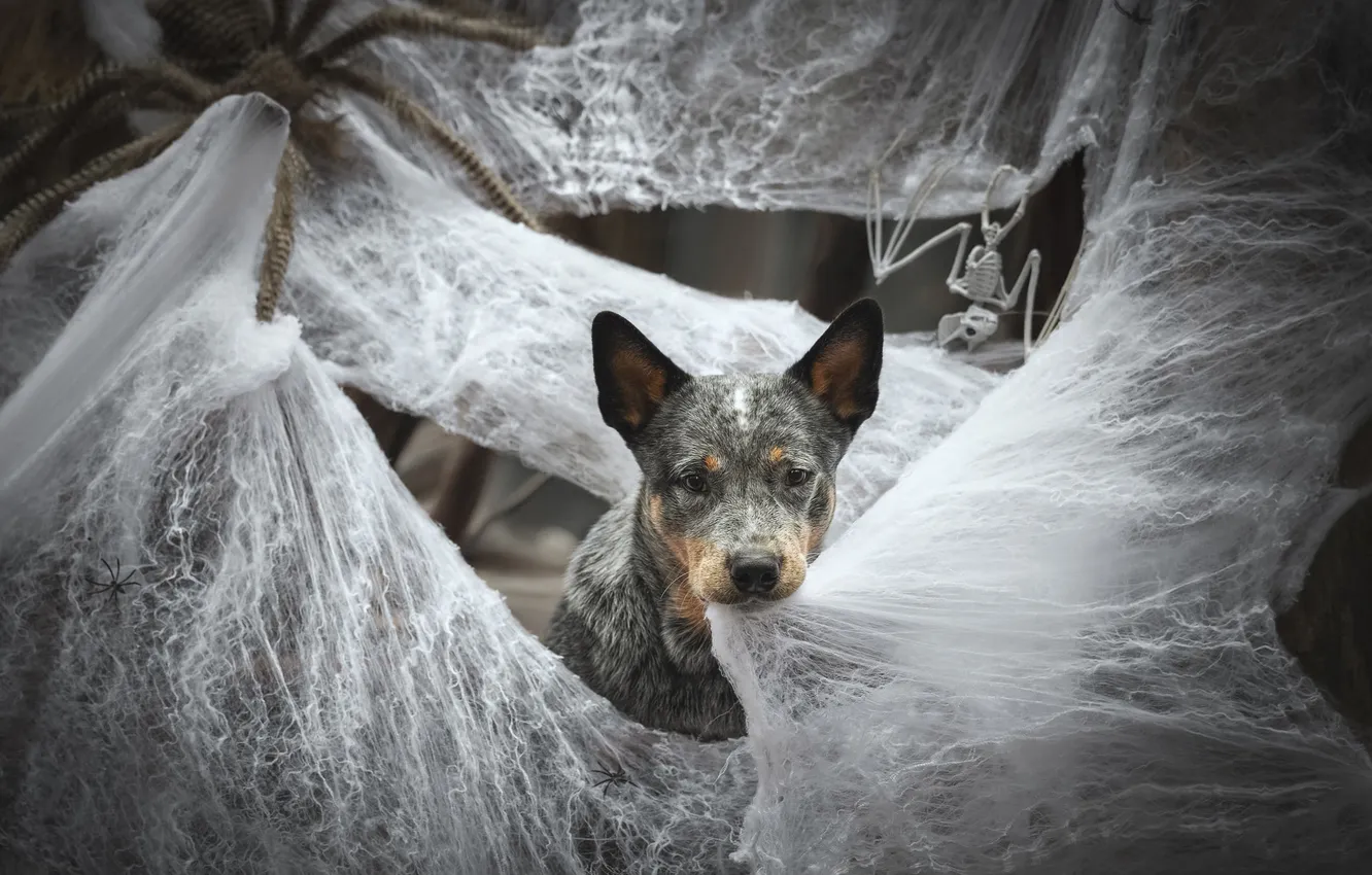 Photo wallpaper look, pose, dog, web, spider, skeleton, Halloween, horror