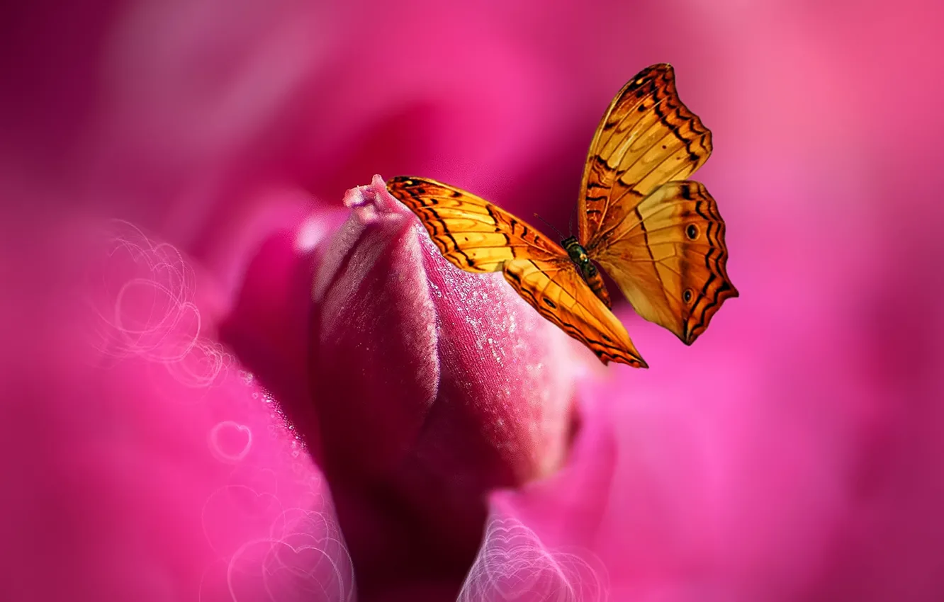 Photo wallpaper flowers, butterfly, paint, heart, styling, Josep Sumalla