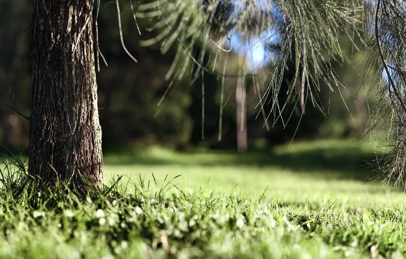 Photo wallpaper summer, grass, macro, trees