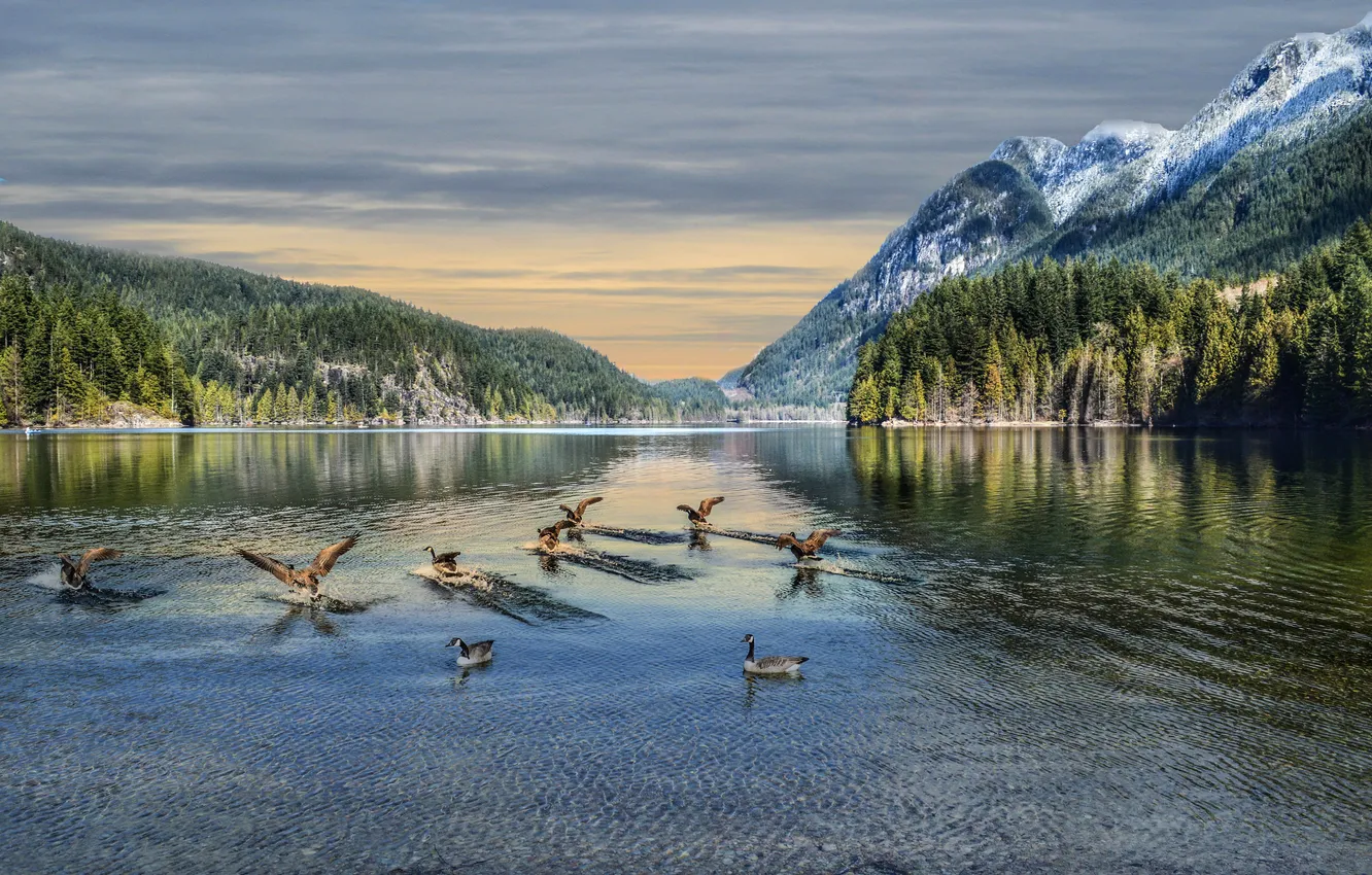 Photo wallpaper the sky, mountains, birds, lake, Canada, geese