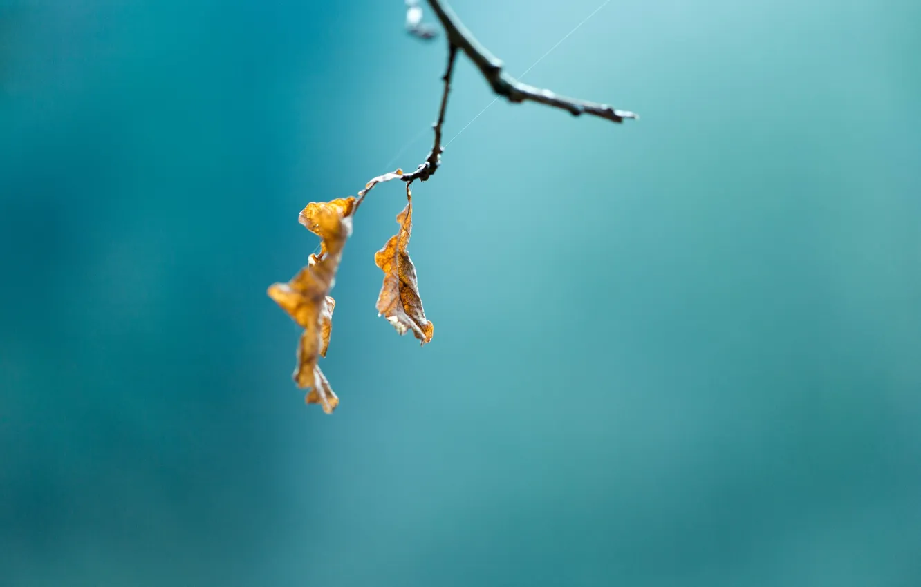 Photo wallpaper autumn, leaves, nature