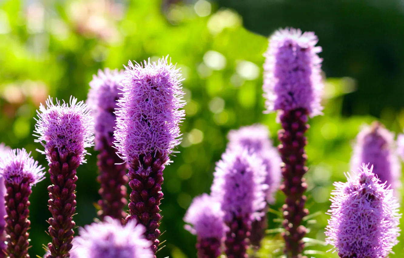 Photo wallpaper field, leaves, nature, stem, meadow, exotic