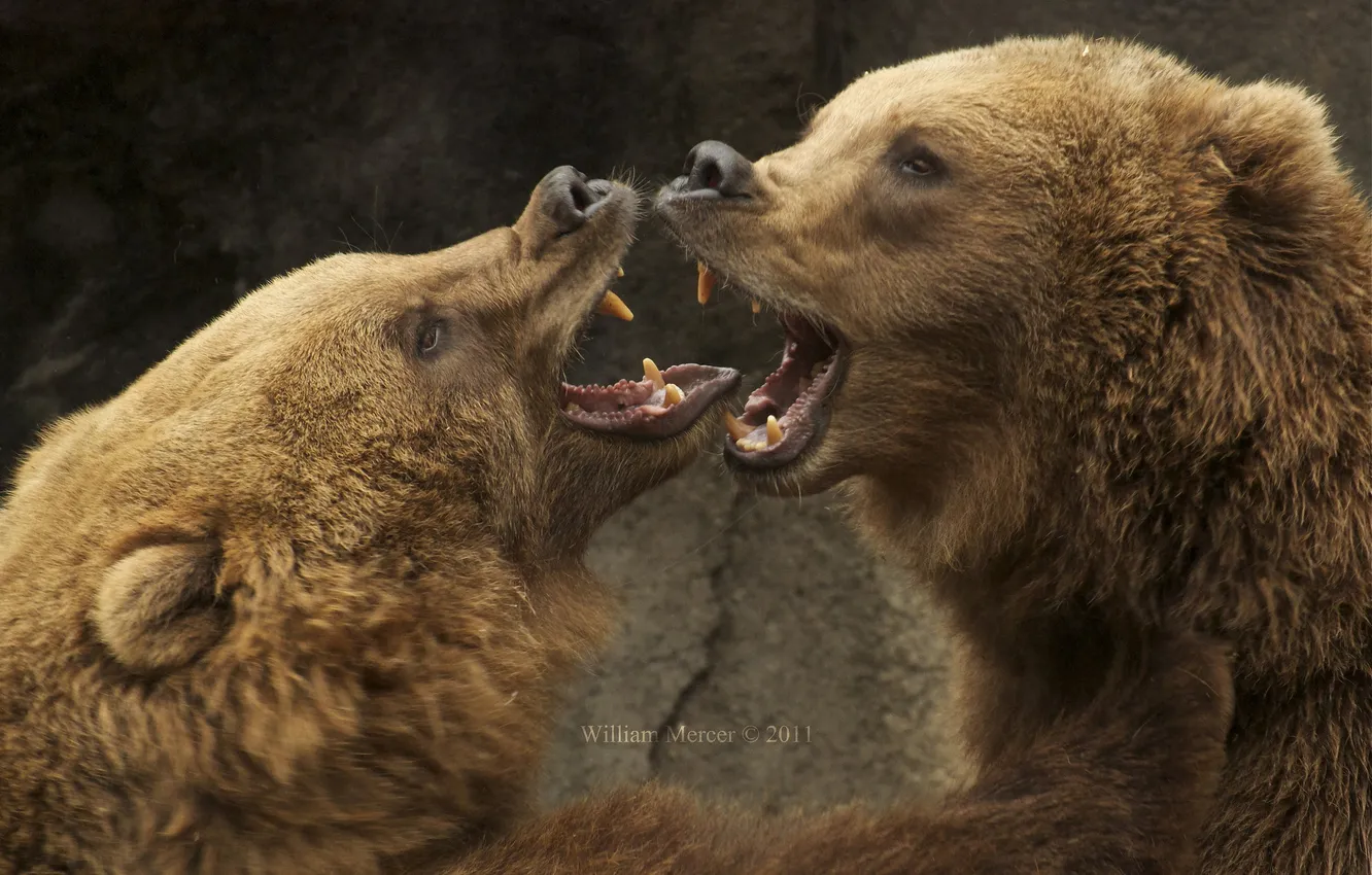 Photo wallpaper bear, mouth, sparring