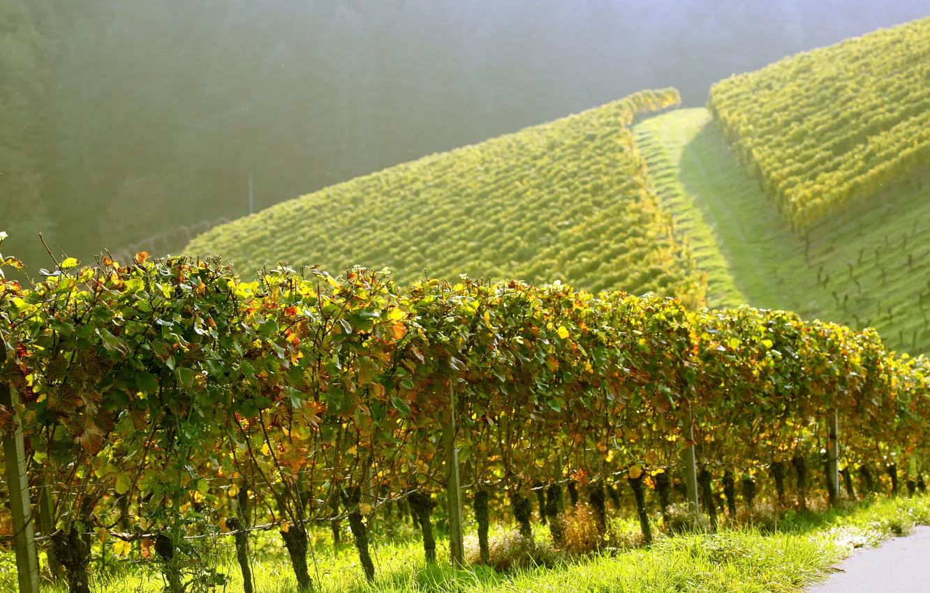 Photo wallpaper up, vineyard, plantation, eel, Noon