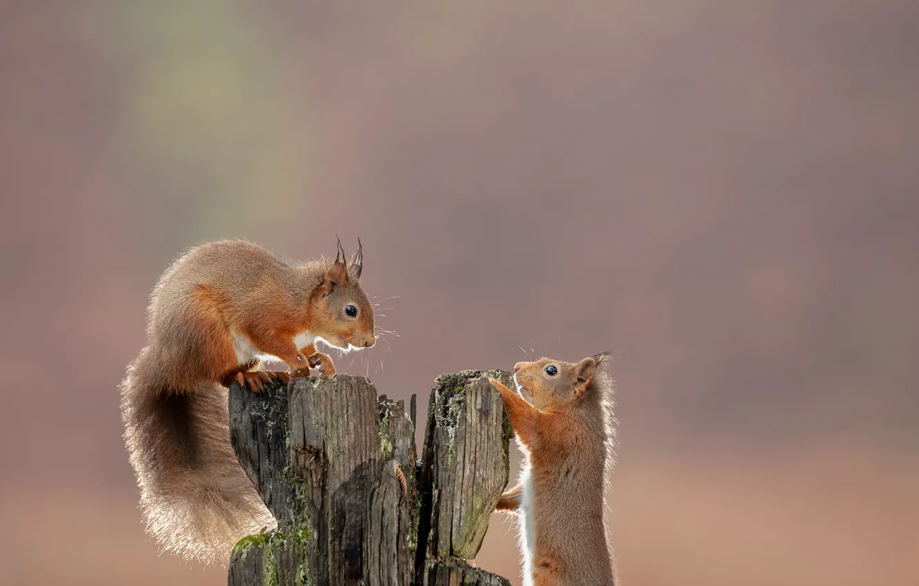 Photo wallpaper background, red, snag, a couple, proteins
