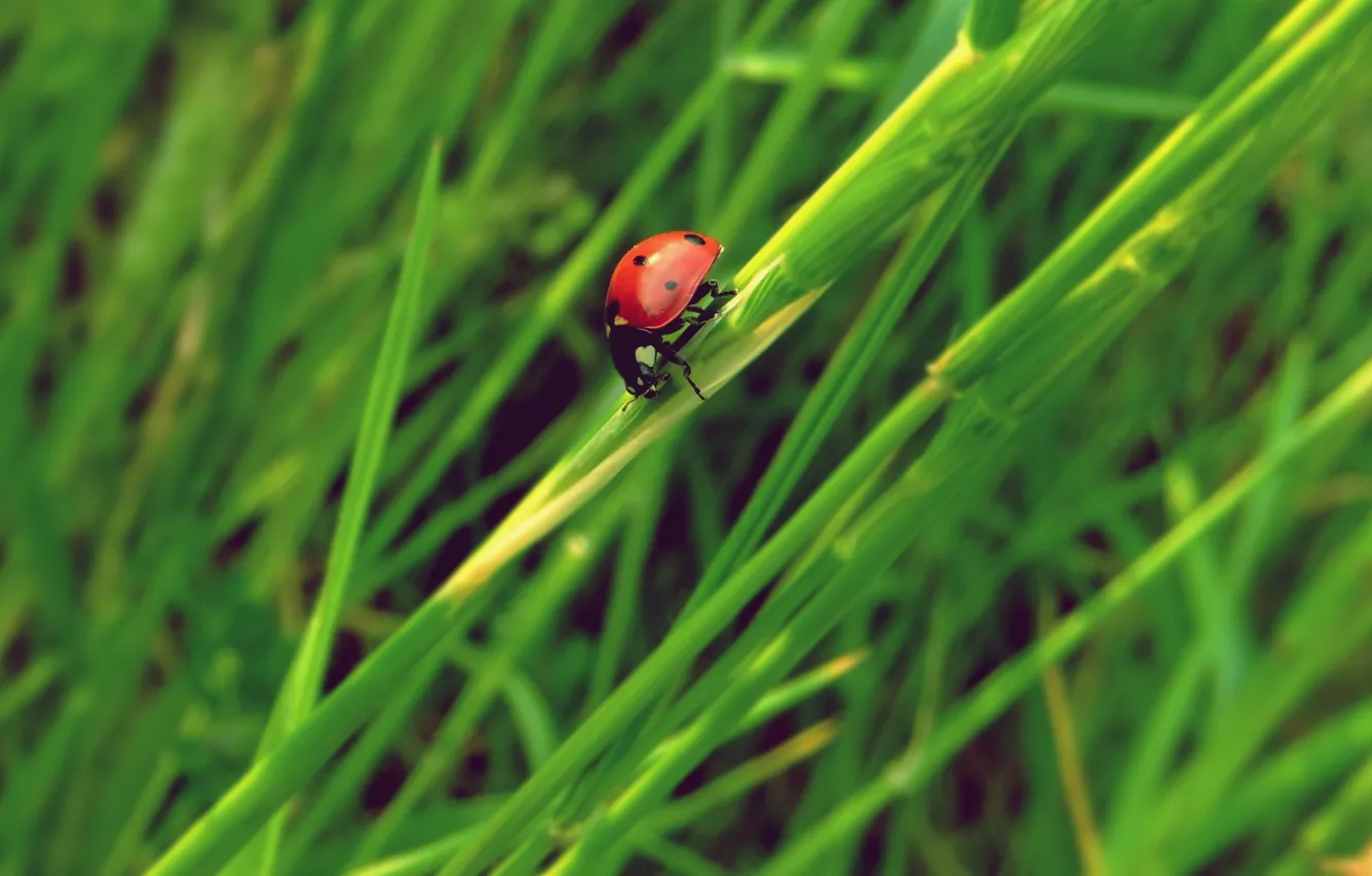 Photo wallpaper grass, ladybug, insect
