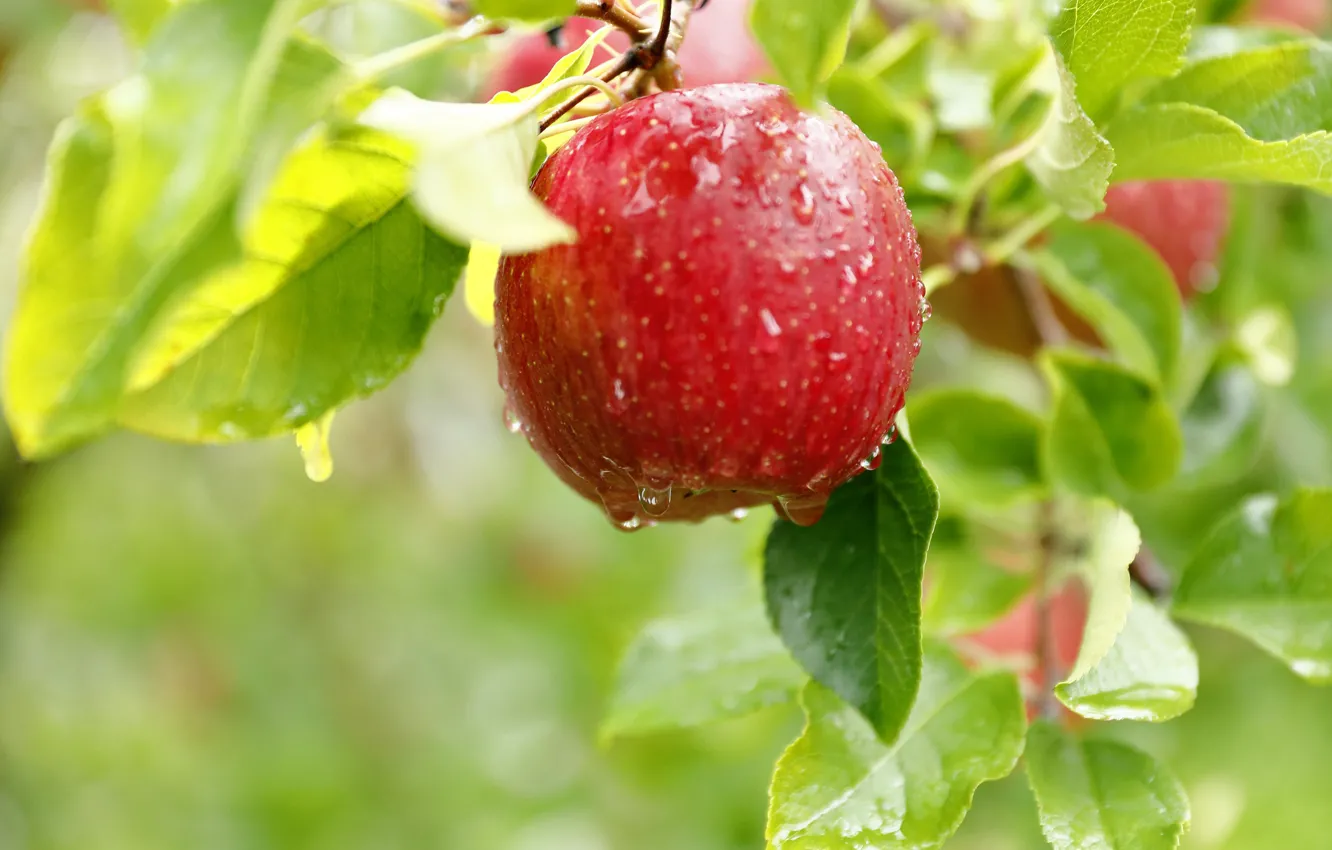 Photo wallpaper leaves, drops, apples
