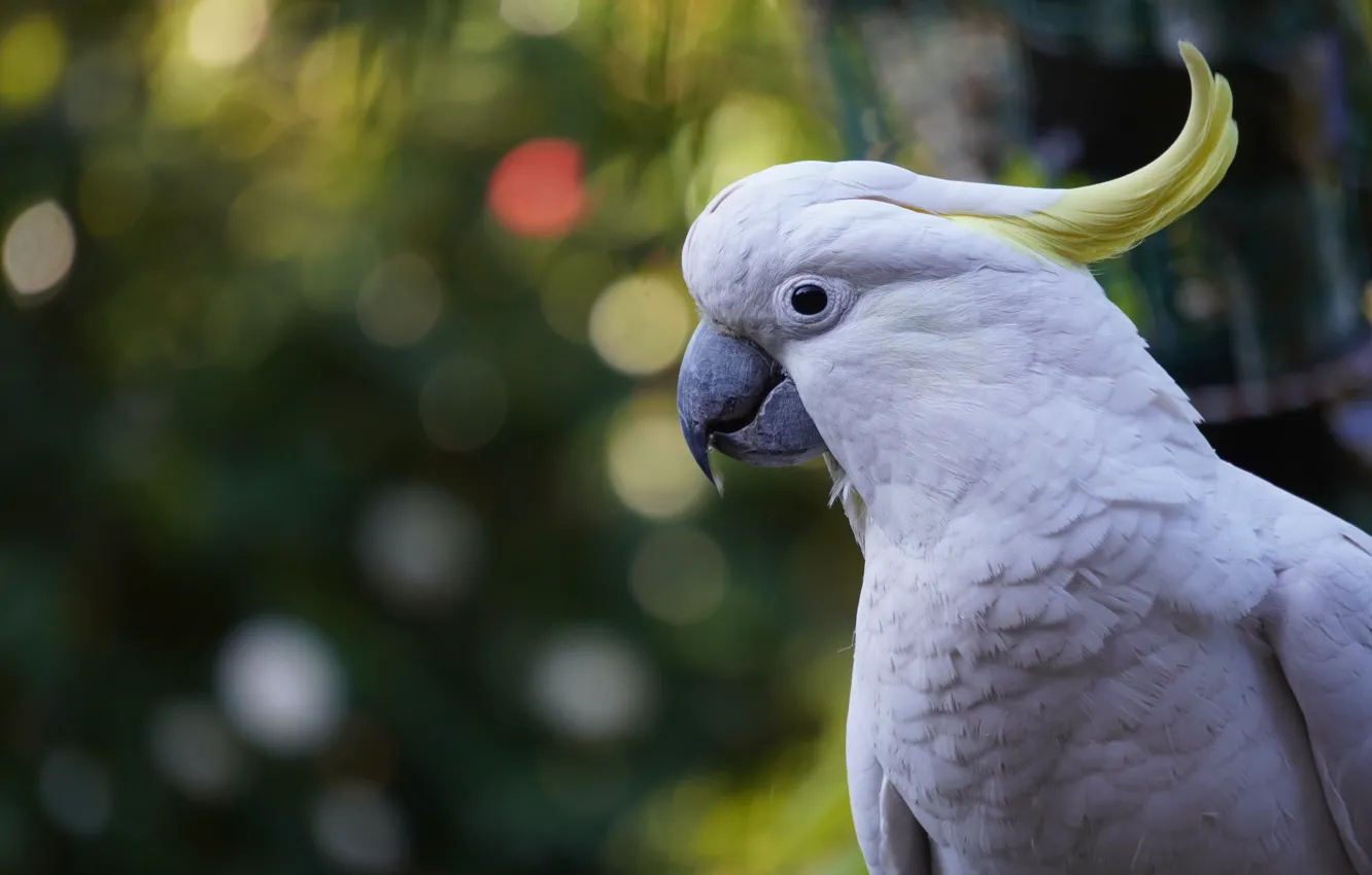 Photo wallpaper white, look, background, bird, parrot, bokeh, cockatoo