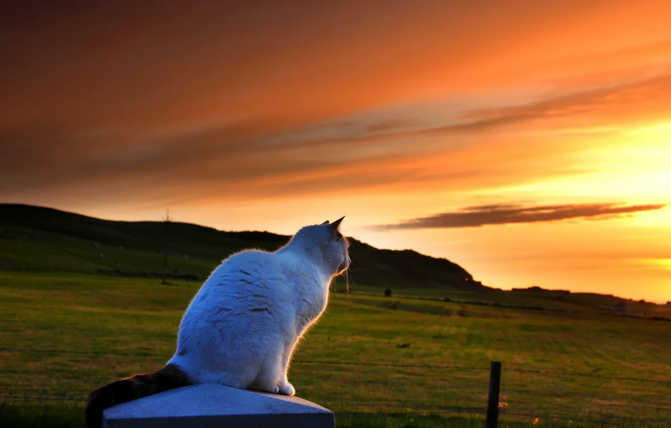 Photo wallpaper cat, sunset, nature, the evening