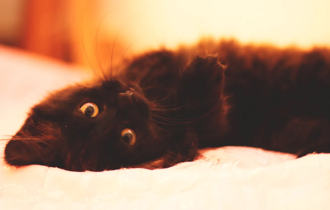 Photo wallpaper cat, cat, cat, lies