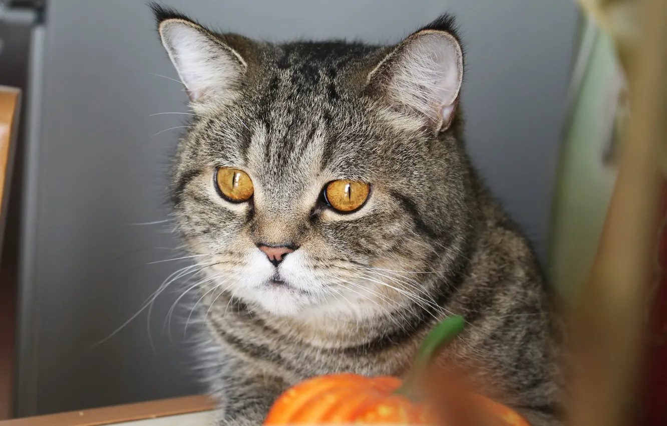 Photo wallpaper cat, look, pumpkin