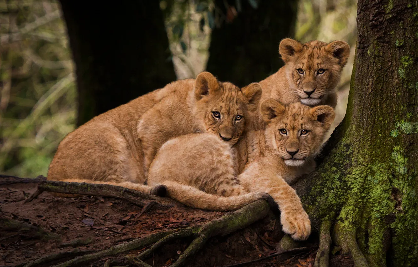 Photo wallpaper look, roots, tree, three, the cubs, trio, lion, lion