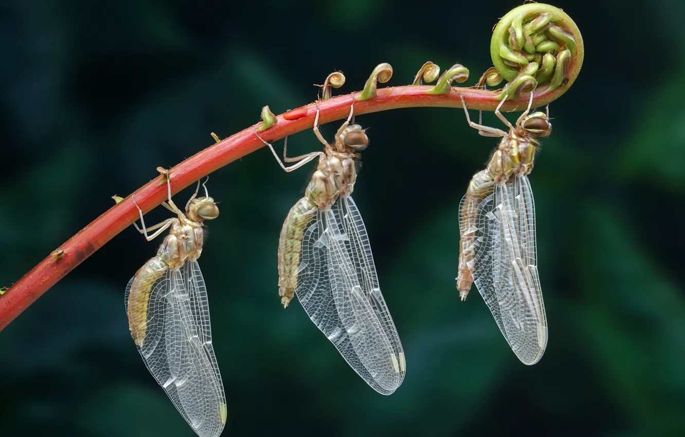 Photo wallpaper macro, insects, red, the dark background, plant, dragonfly, stem, transparent