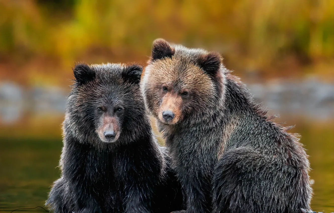 Photo wallpaper autumn, forest, look, bear, bear, bear, face, a couple