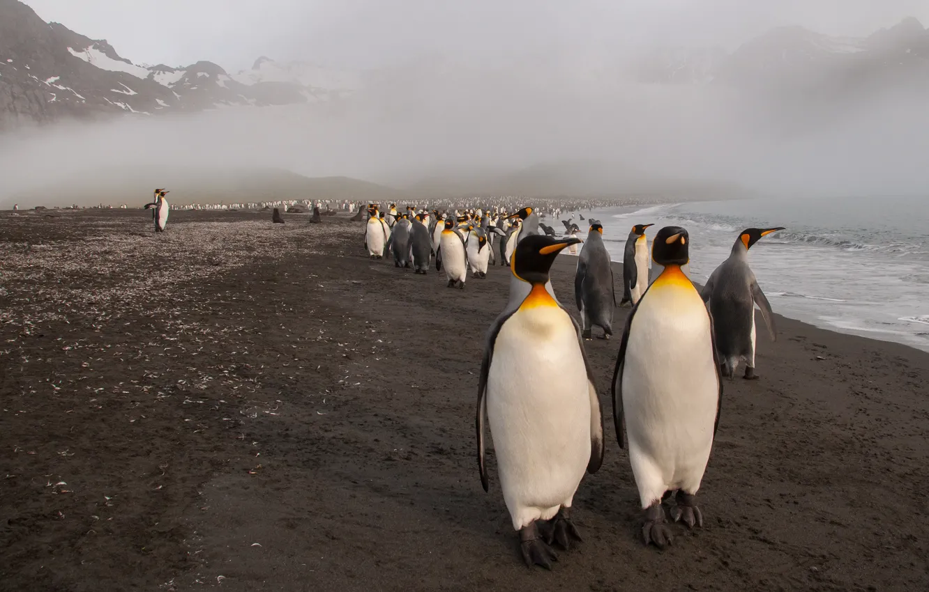 Photo wallpaper sea, beach, mountains, nature, fog, bird, together, shore