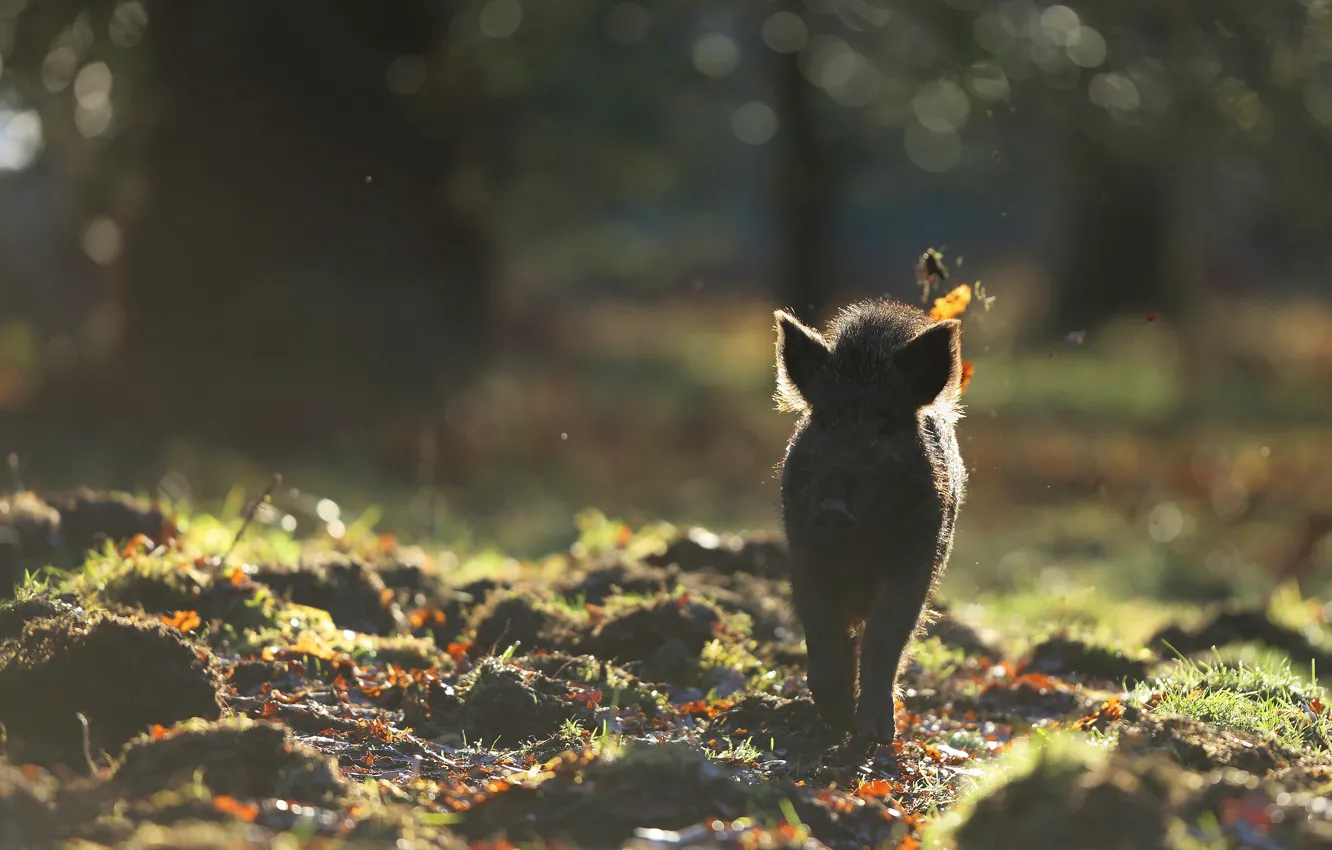 Photo wallpaper autumn, forest, leaves, light, nature, fog, background, glade