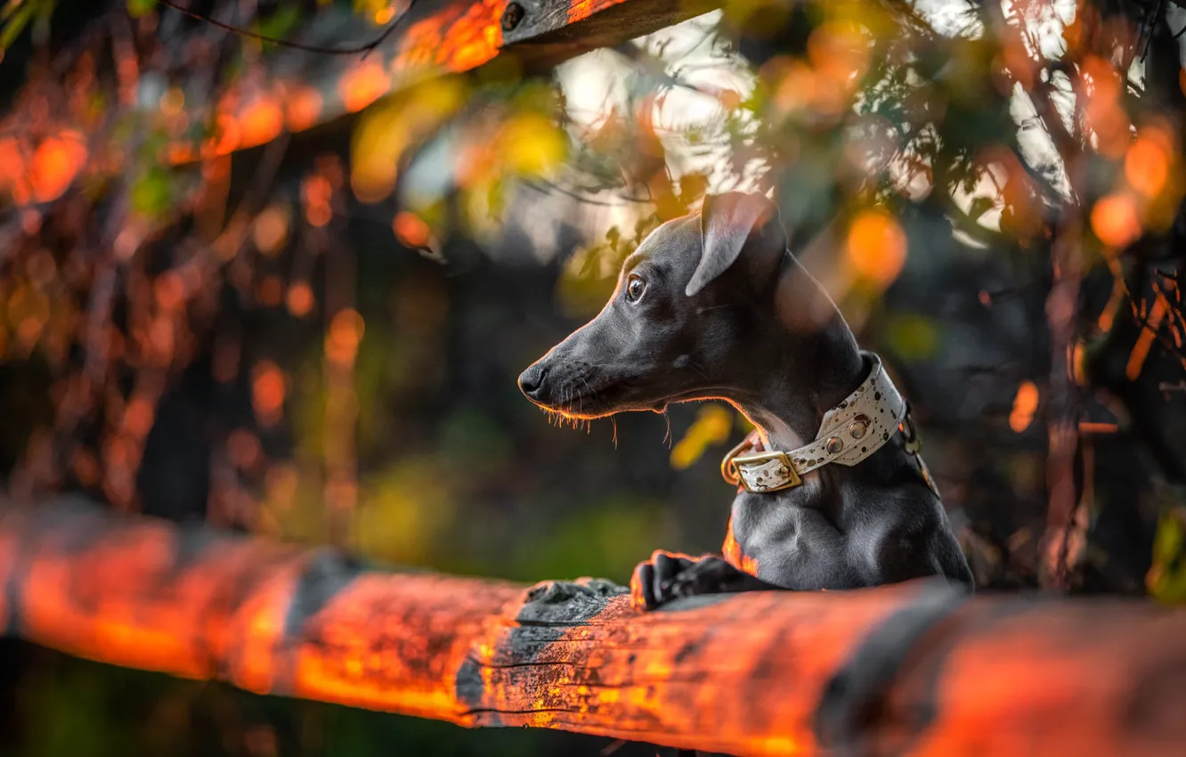 Photo wallpaper autumn, sunset, nature, animal, dog, log, dog, Greyhound