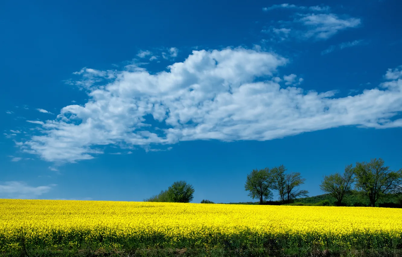 Photo wallpaper the sky, blue, spring, rapeseed field