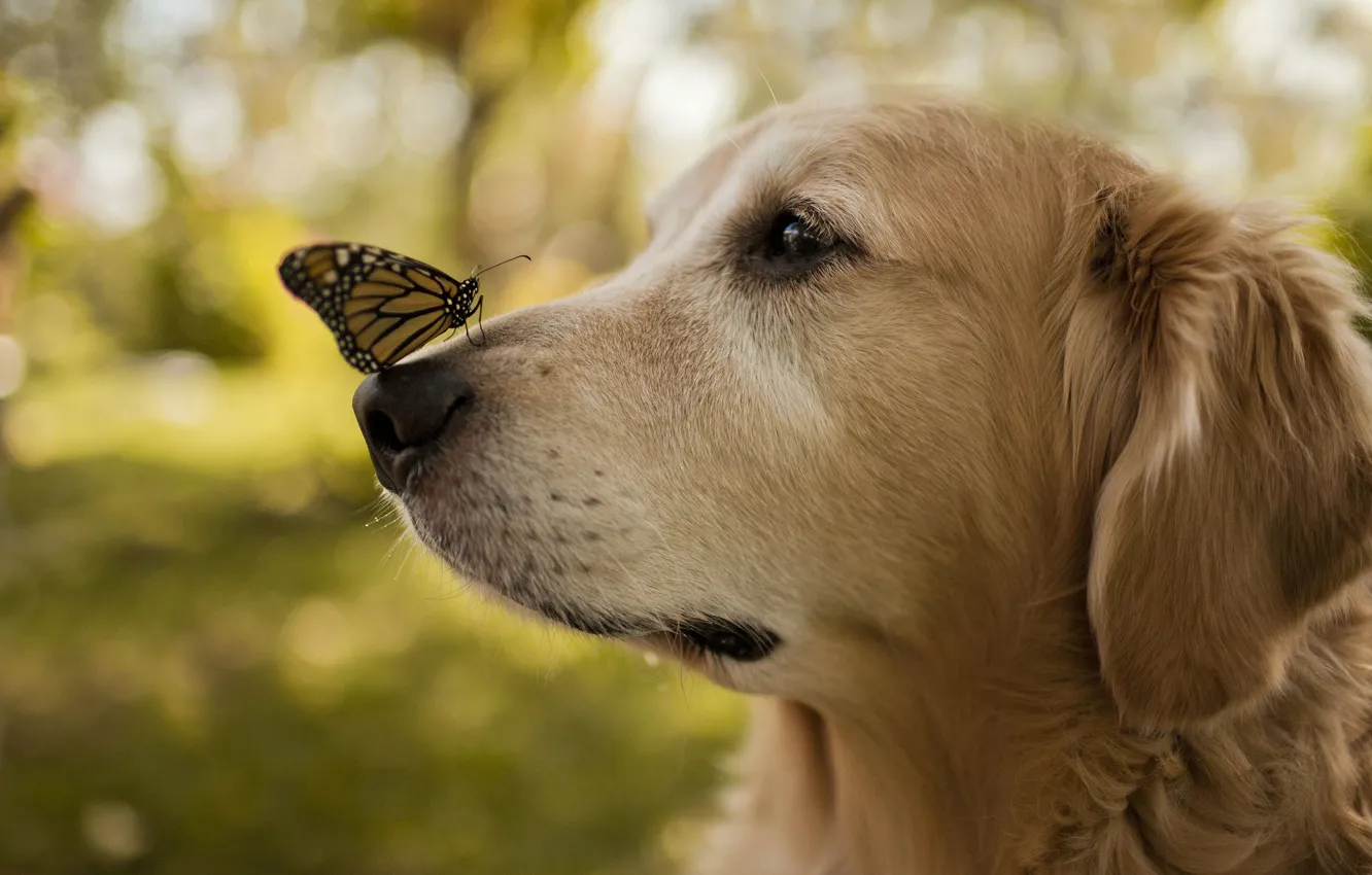 Photo wallpaper butterfly, wings, dog, nose