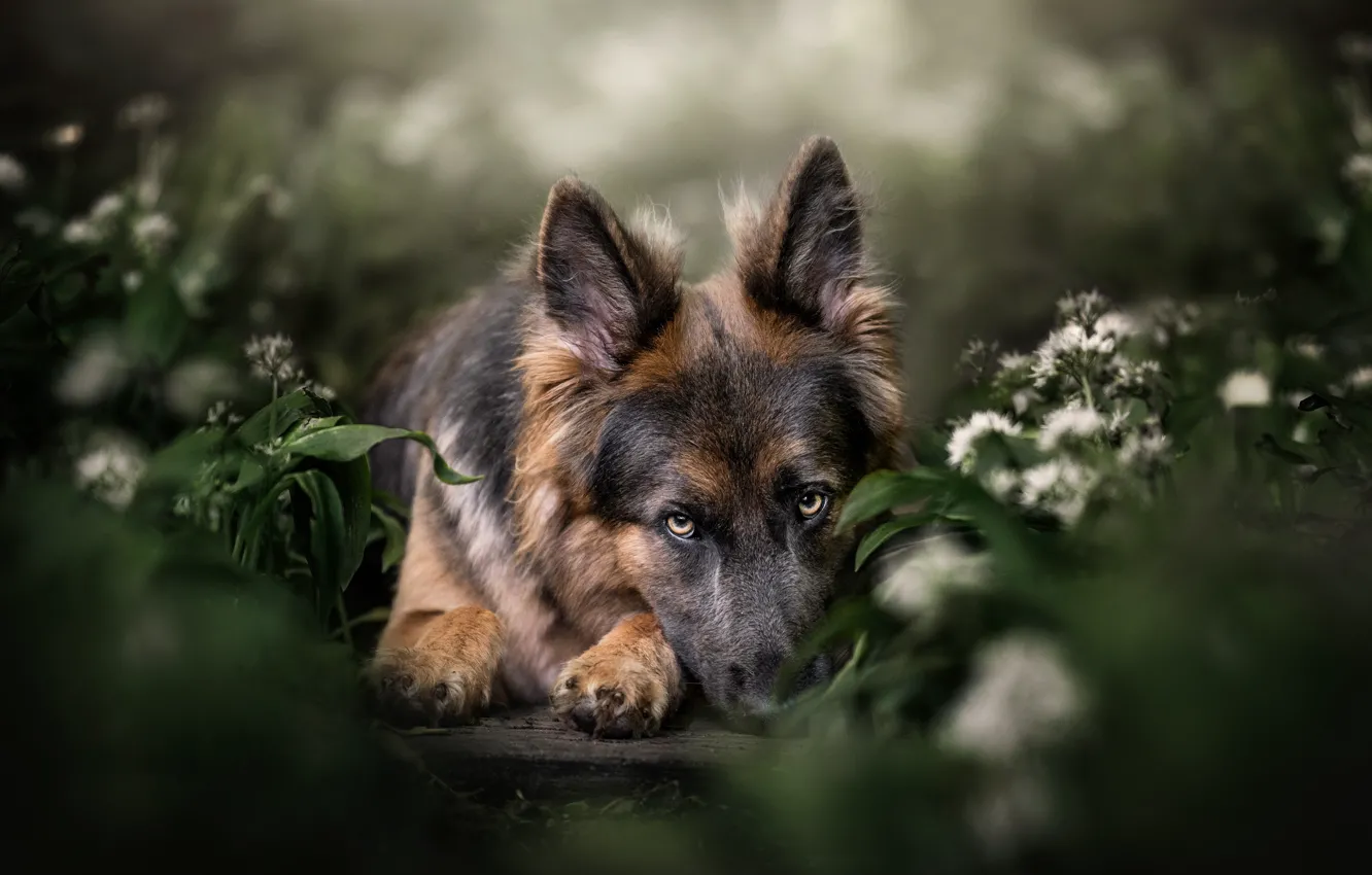 Photo wallpaper greens, look, face, leaves, flowers, nature, pose, Board