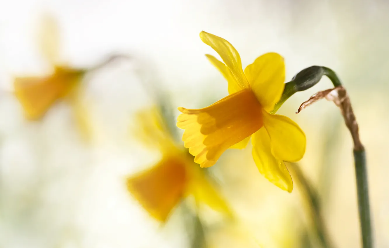 Photo wallpaper macro, bokeh, Spring yellows, daffodils.yellow