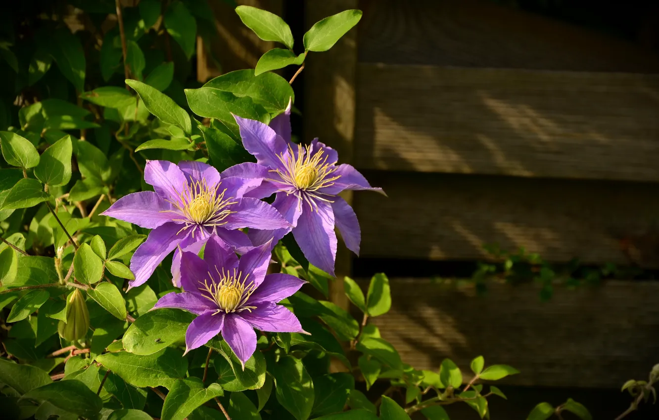 Photo wallpaper leaves, flowers, wall, Board, plant, clematis, clematis