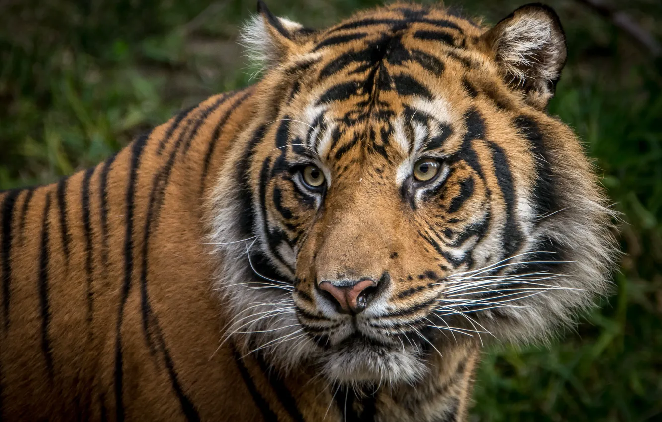 Photo wallpaper tiger, portrait, predator