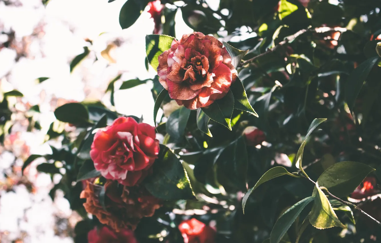 Photo wallpaper leaves, flowers, green, Camellia