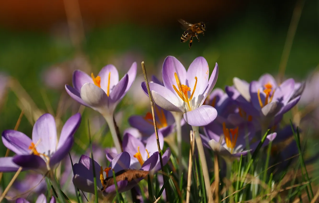 Photo wallpaper macro, light, flowers, bee, spring, crocuses, lilac, bokeh