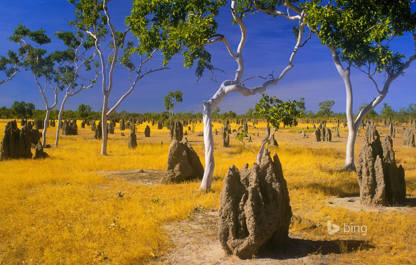 Photo wallpaper the sky, grass, trees, foliage, ants, Savannah, Africa, termites