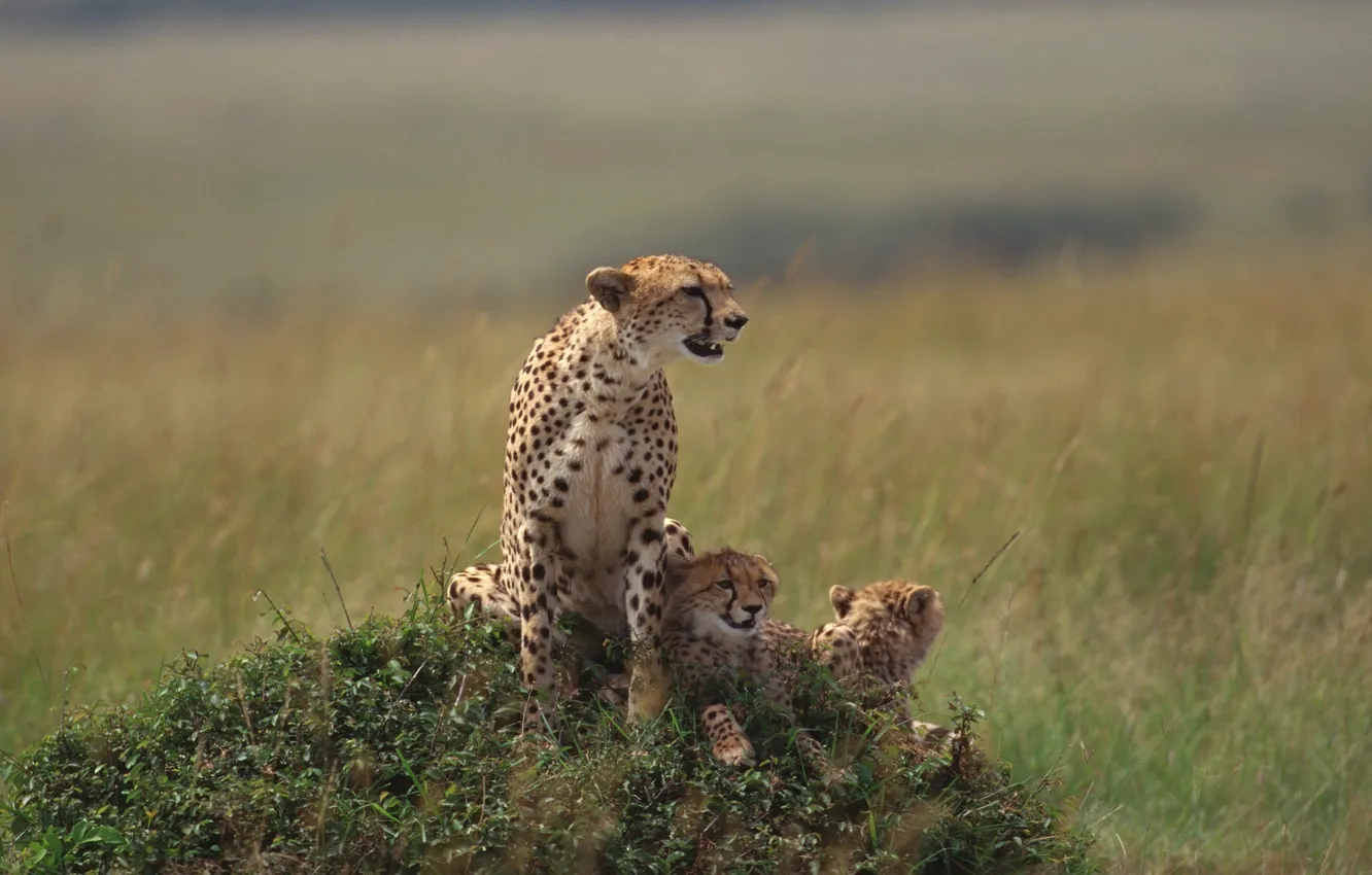 Photo wallpaper cats, kittens, family, cheetahs