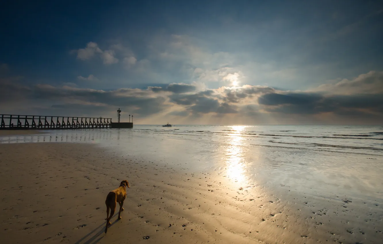 Photo wallpaper sea, sunset, dog