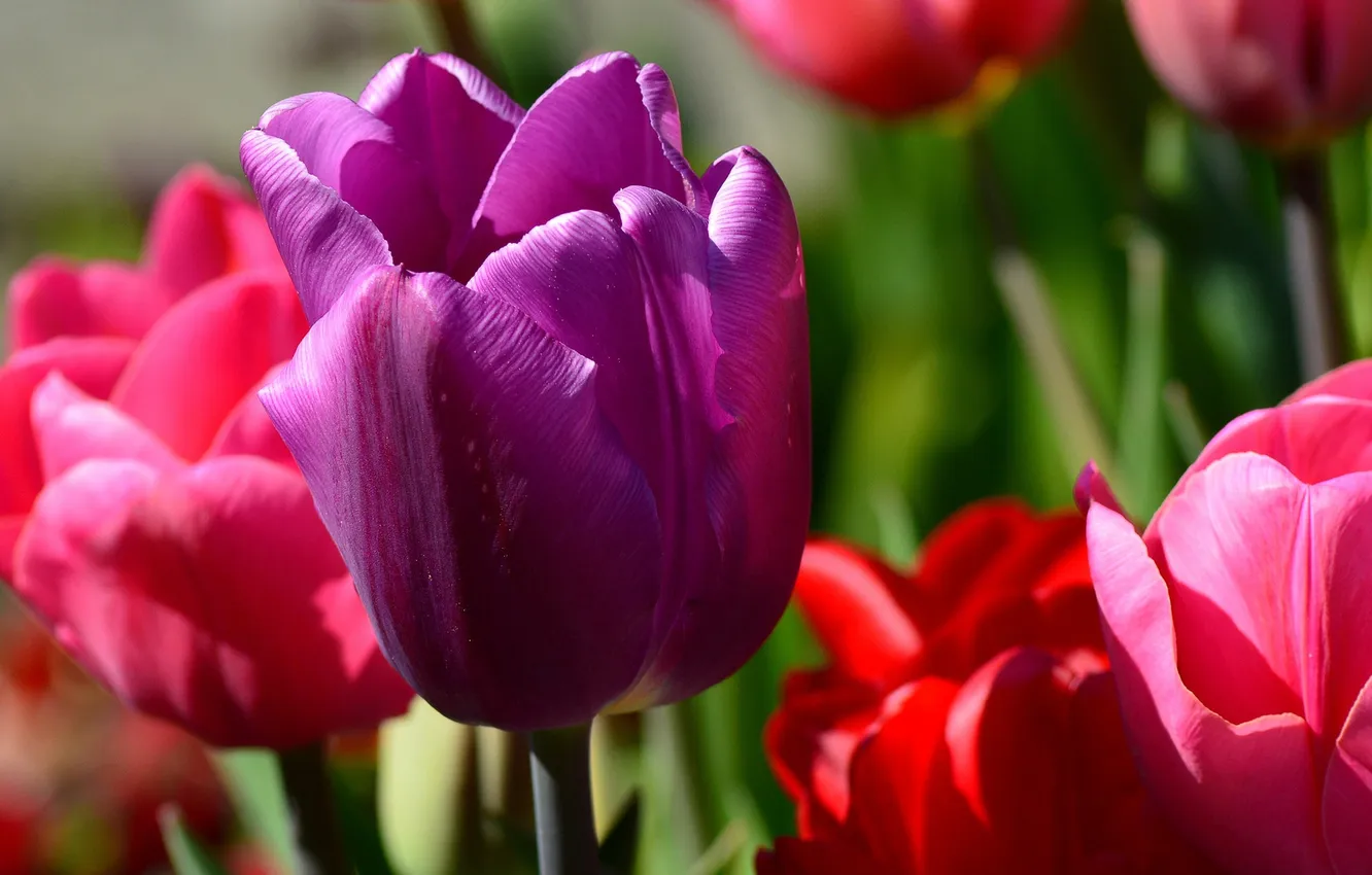 Photo wallpaper macro, petals, garden, tulips