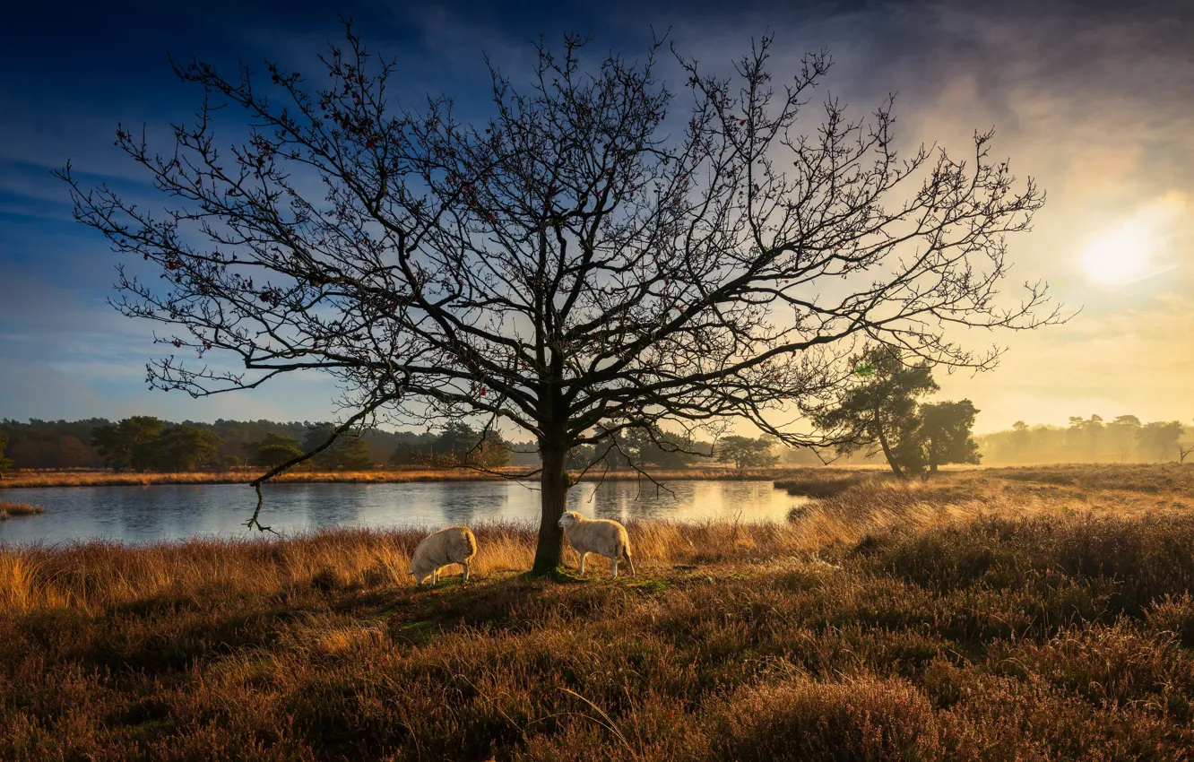 Photo wallpaper autumn, trees, sheep