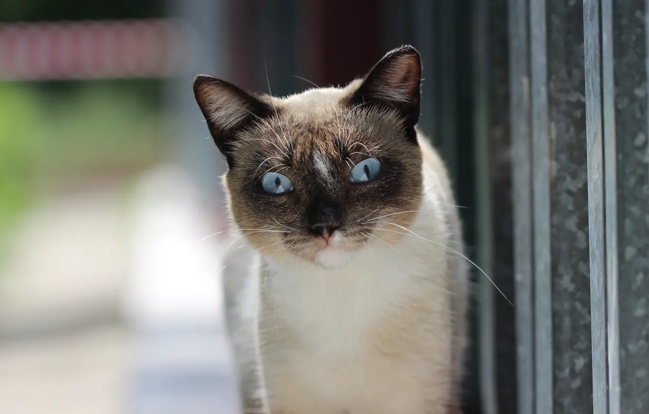 Photo wallpaper cat, background, cat