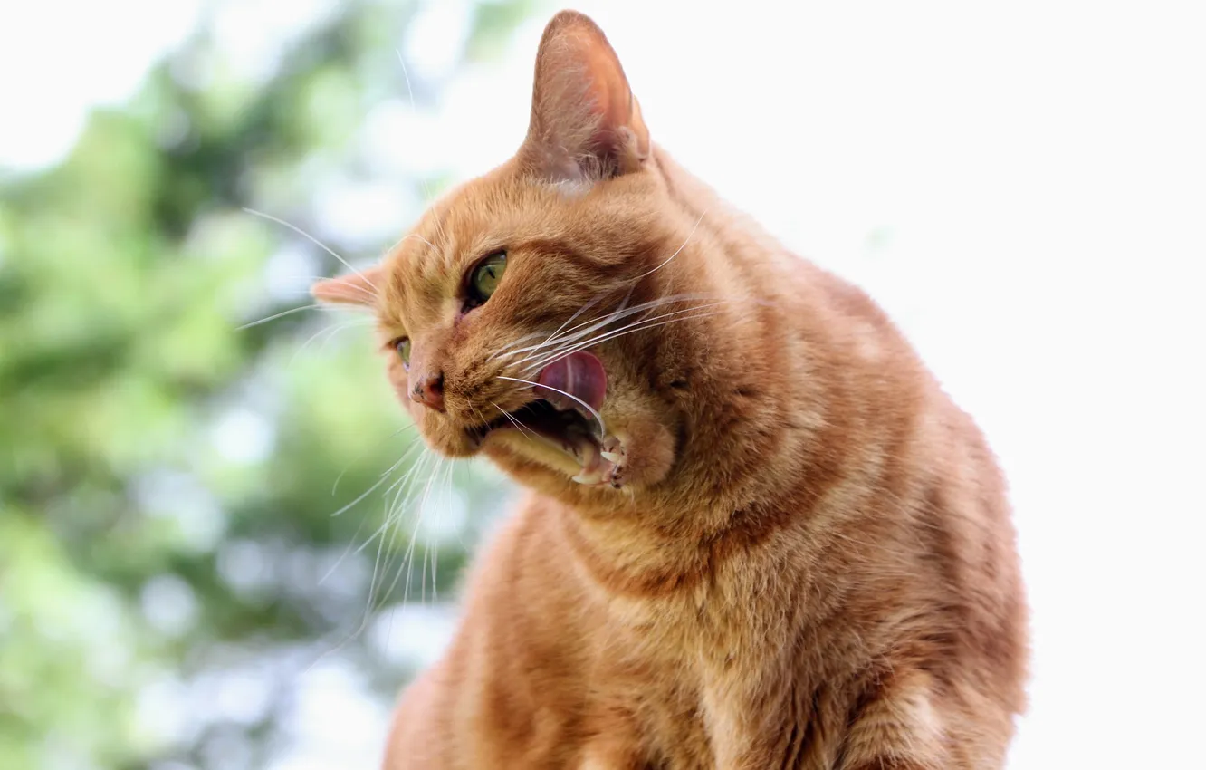 Photo wallpaper cat, cat, red, licked